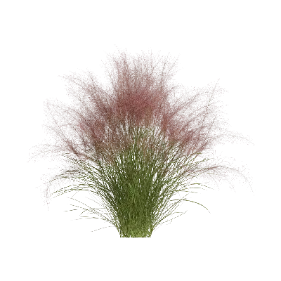 Muhlenbergia capillaris 13