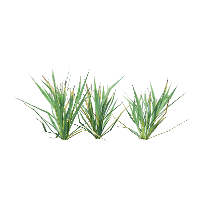 Crops Triticum 01