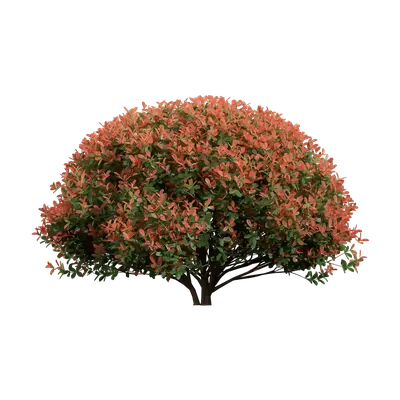 Photinia fraseri 06 3d model