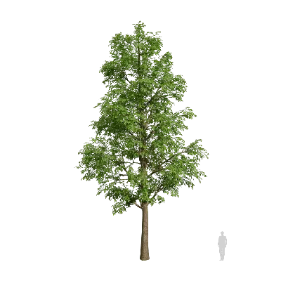 Alnus cremastogyne 05 3d model