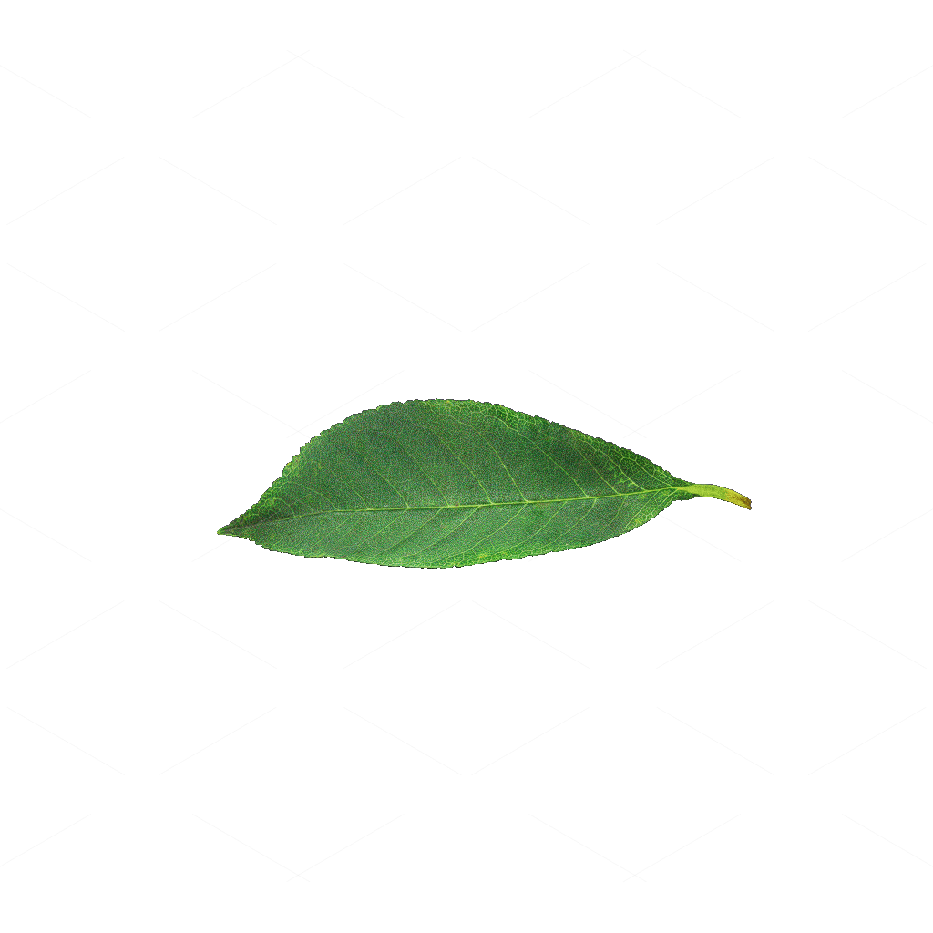 Other Botanicals 3D Models