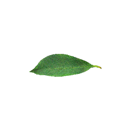 Other Plants leaf 9 