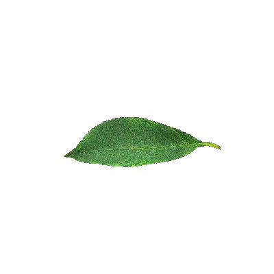 leaf 9