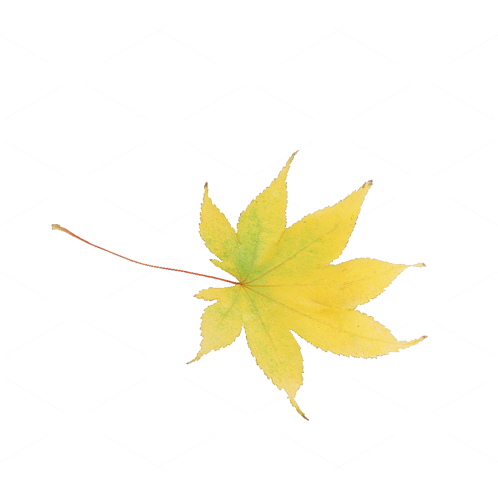 Other Botanicals 3D Models