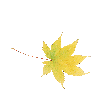 Other Plants Maple Leaf 32 