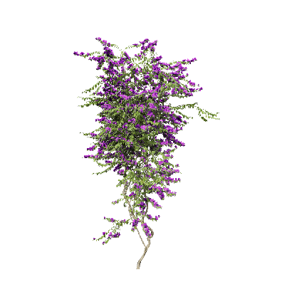 Climbing Plants Bougainvillea glabra 05