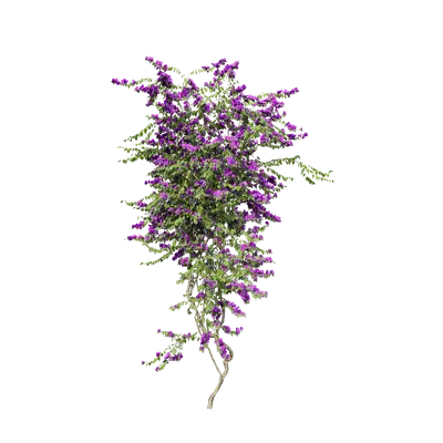 Bougainvillea glabra 05