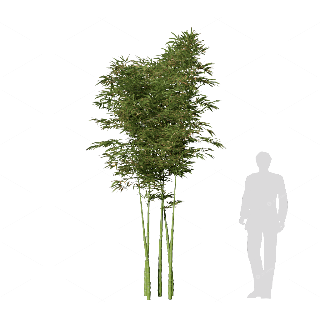 Other Botanicals 3D Models