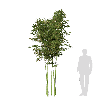 Bamboo Phyllostachys aurea 05