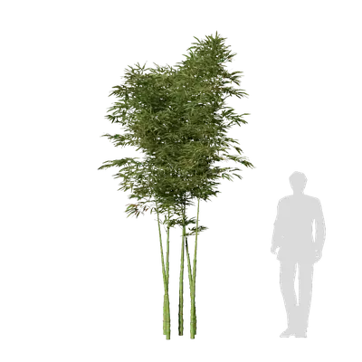 Phyllostachys aurea 05