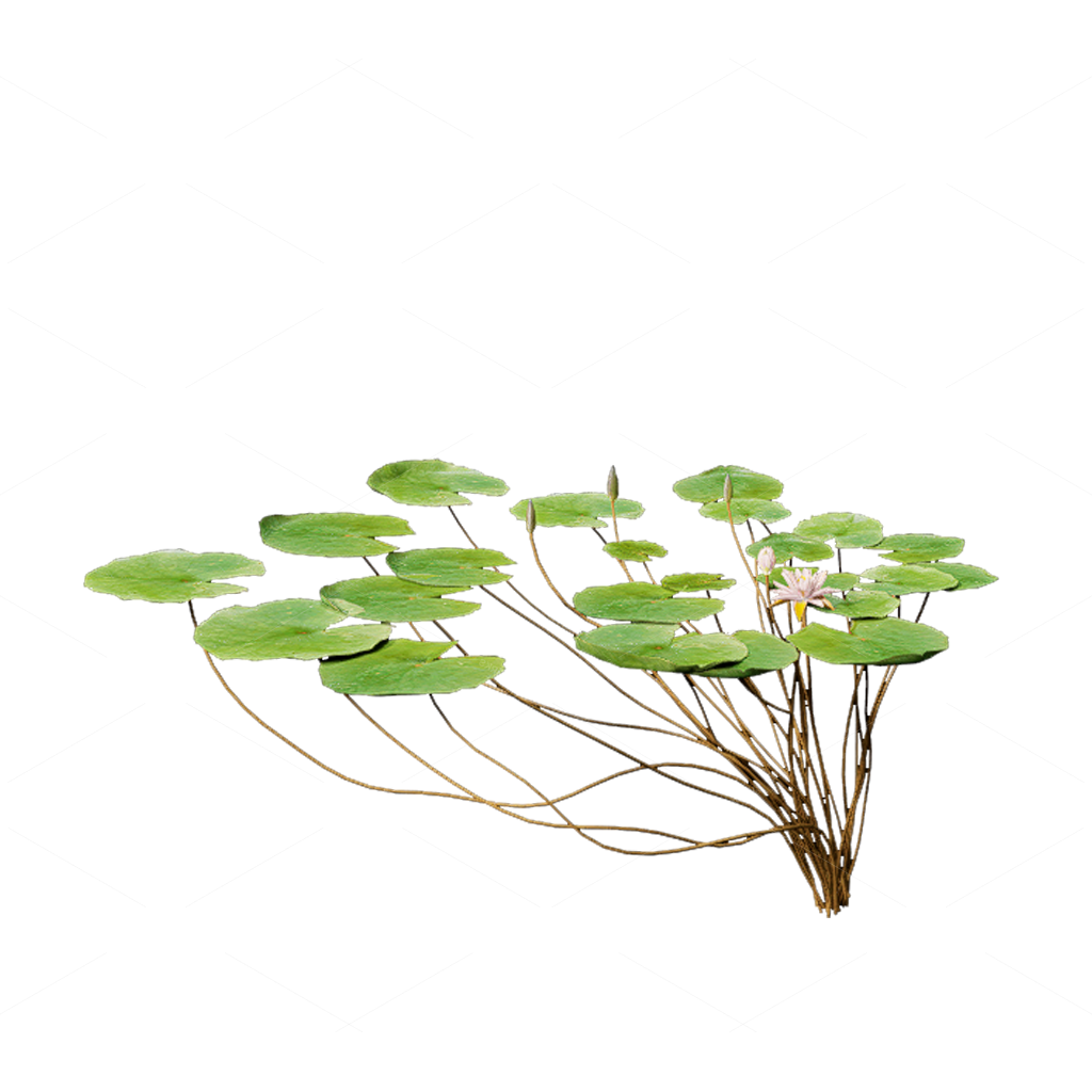 Aquatic Plants 3D Models