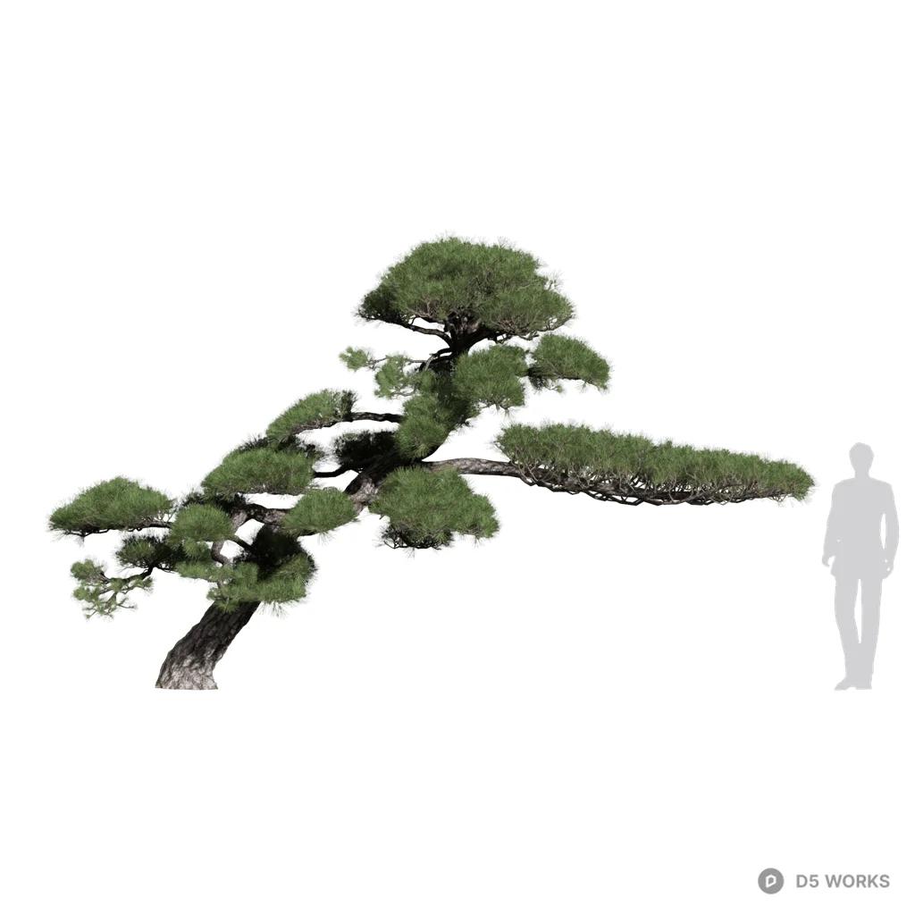 Pinus thunbergii 07 3d model - Image 1