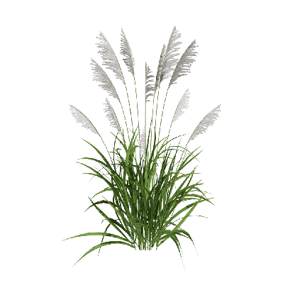 Grass Phragmites australis 04
