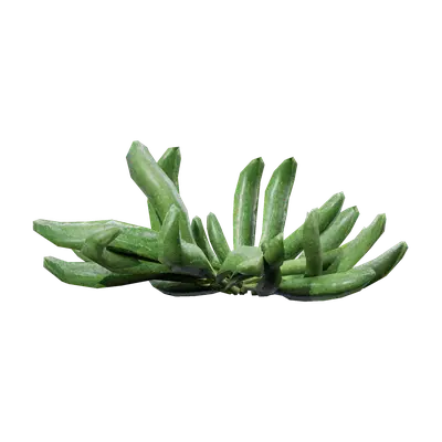 Glottiphyllum longum 01