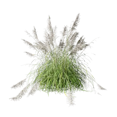 Cortaderia selloana 08