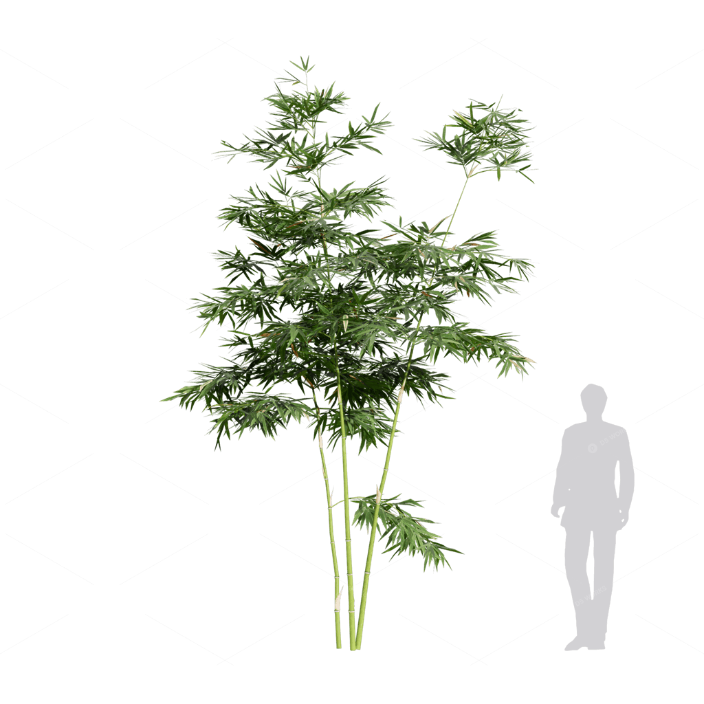 Other Botanicals 3D Models