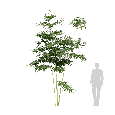 Alphonse karr bamboo 07