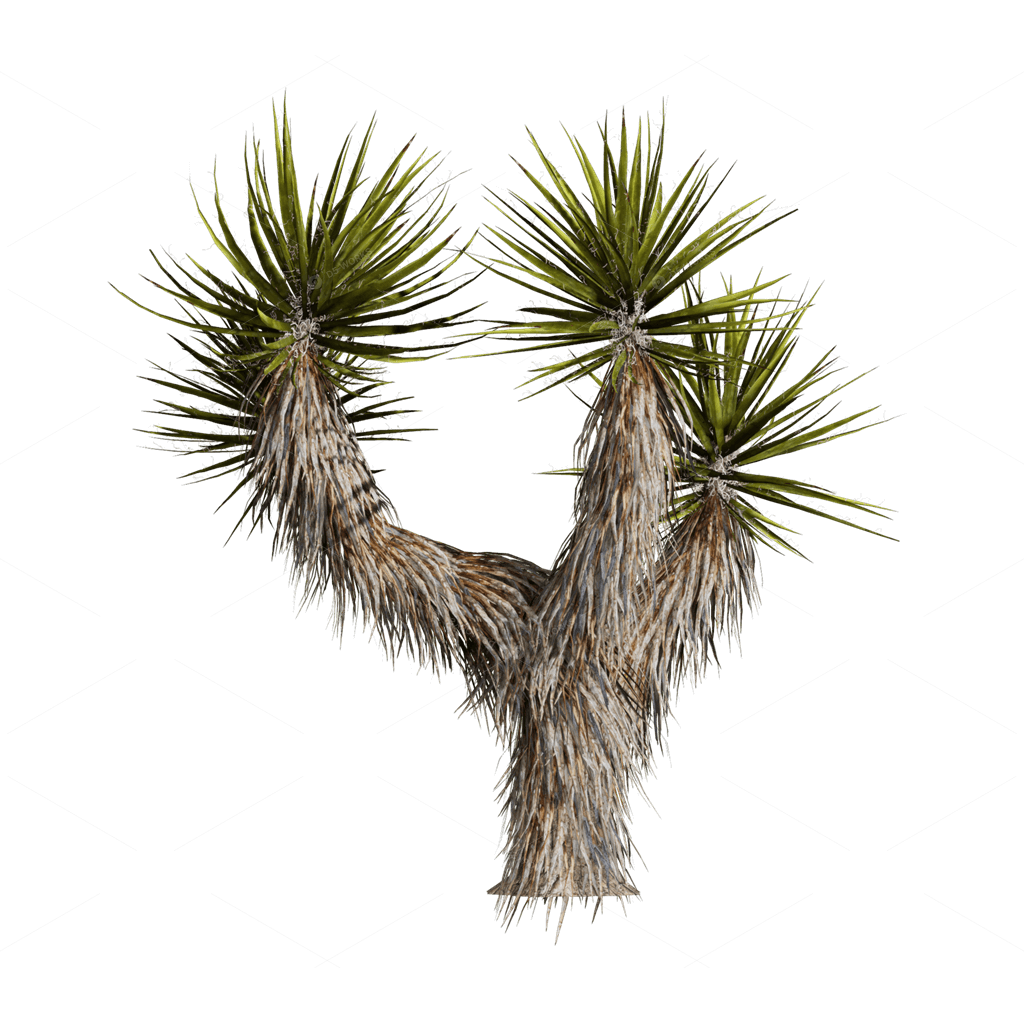 Xerophyte Plants 3D Models