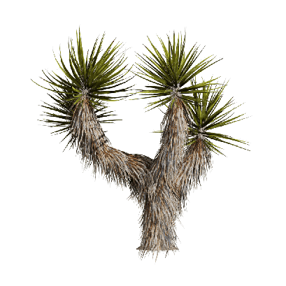 Xerophytes Yucca schidigera 02