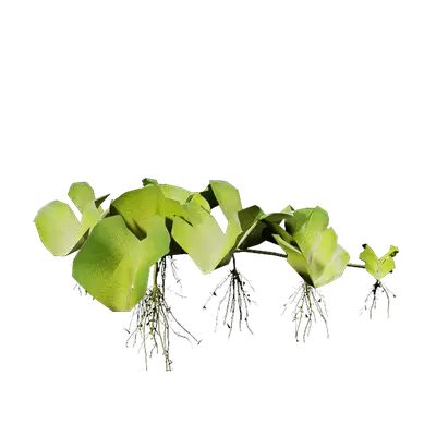 Salvinia natans 01 3d model
