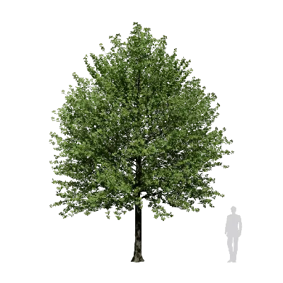 Quercus alba 06 3d model