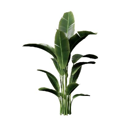 Grass Strelitzia reginae 02
