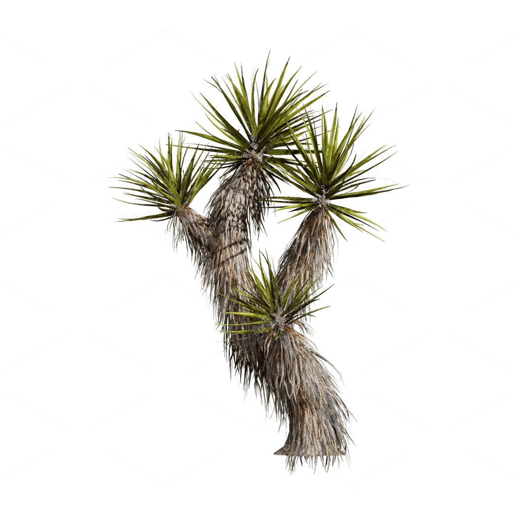 Xerophyte Plants 3D Models