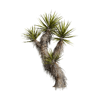 Xerophytes Yucca schidigera 01
