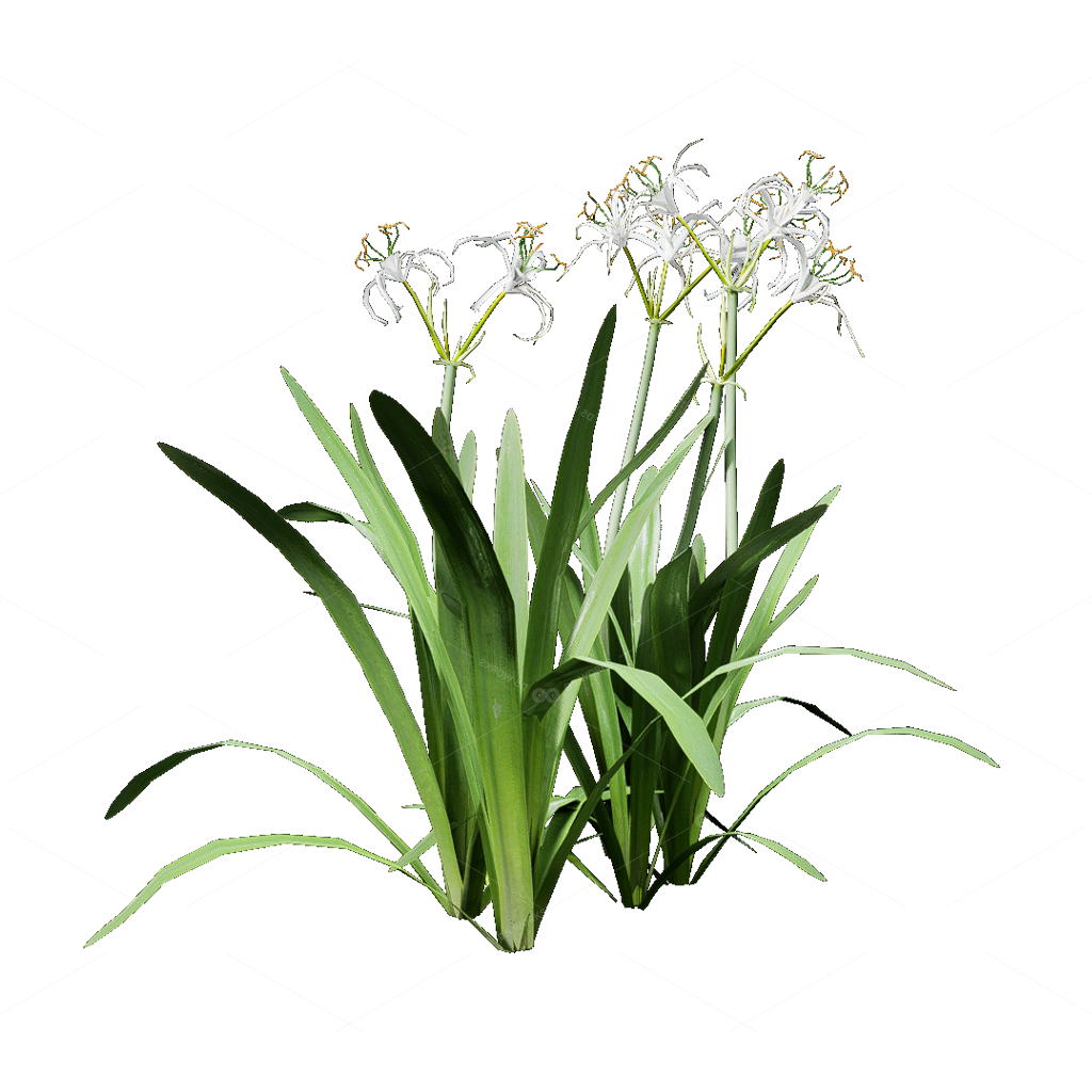 Flowers 3D Models