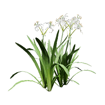 Grass Hymenocallis littoralis 06