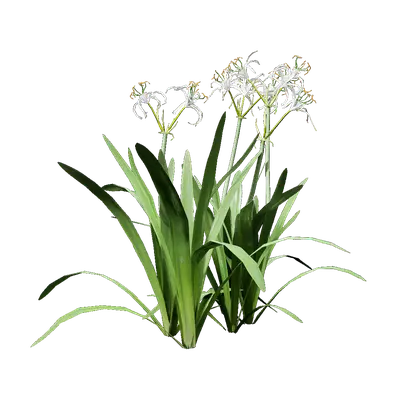 Hymenocallis littoralis 06