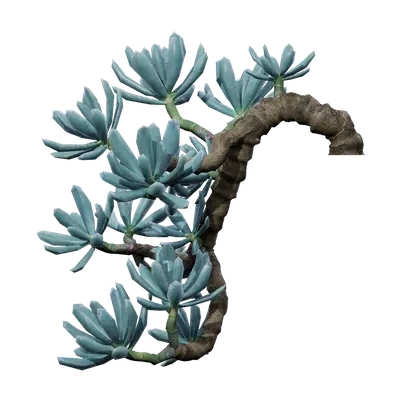 Senecio serpens 03
