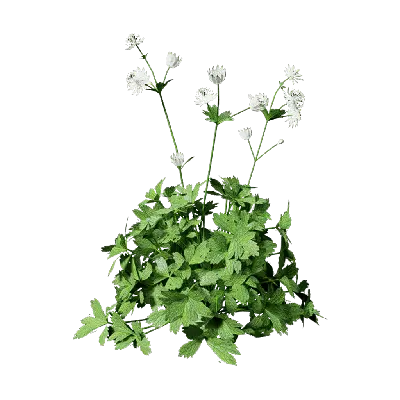 Astrantia major 03