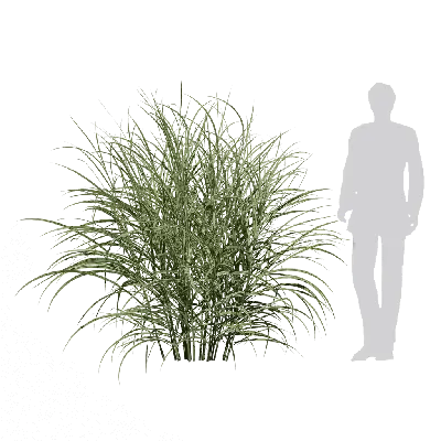 Miscanthus sinensis Variegatus 01