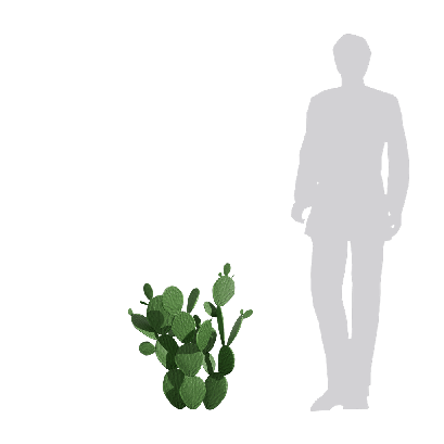 Xerophytes Cactus 06