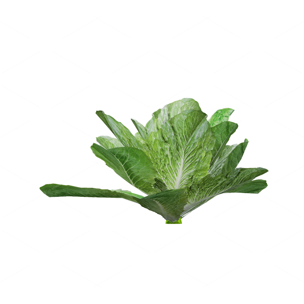 Crops 3D Models