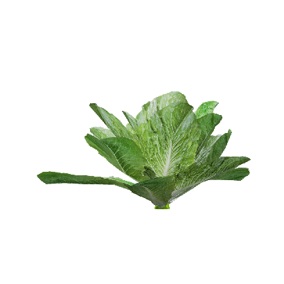 Crops Lactuca sativa 04
