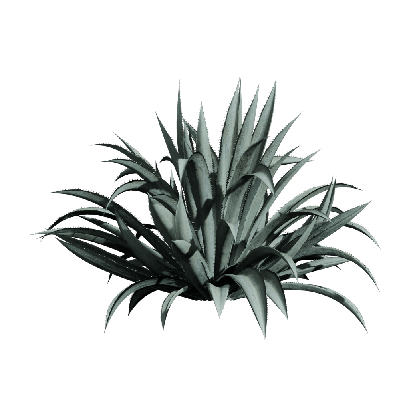 Xerophytes Agave americana 05