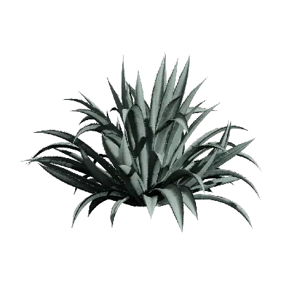 Agave americana 05
