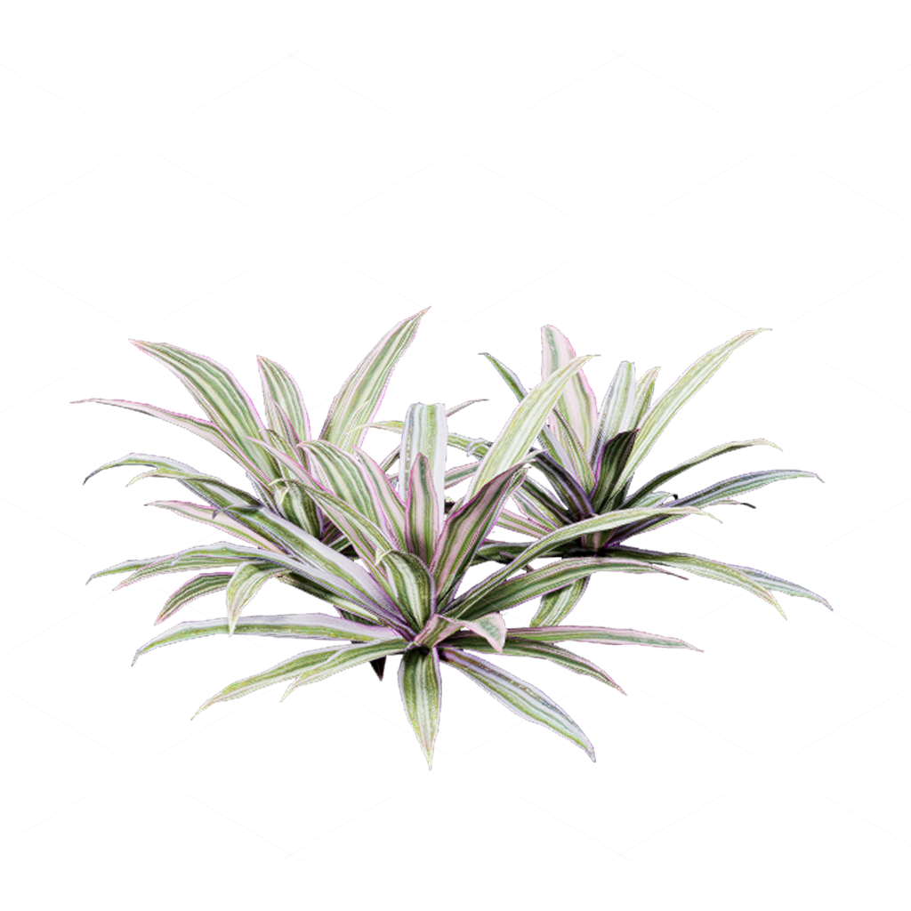 Flowers 3D Models
