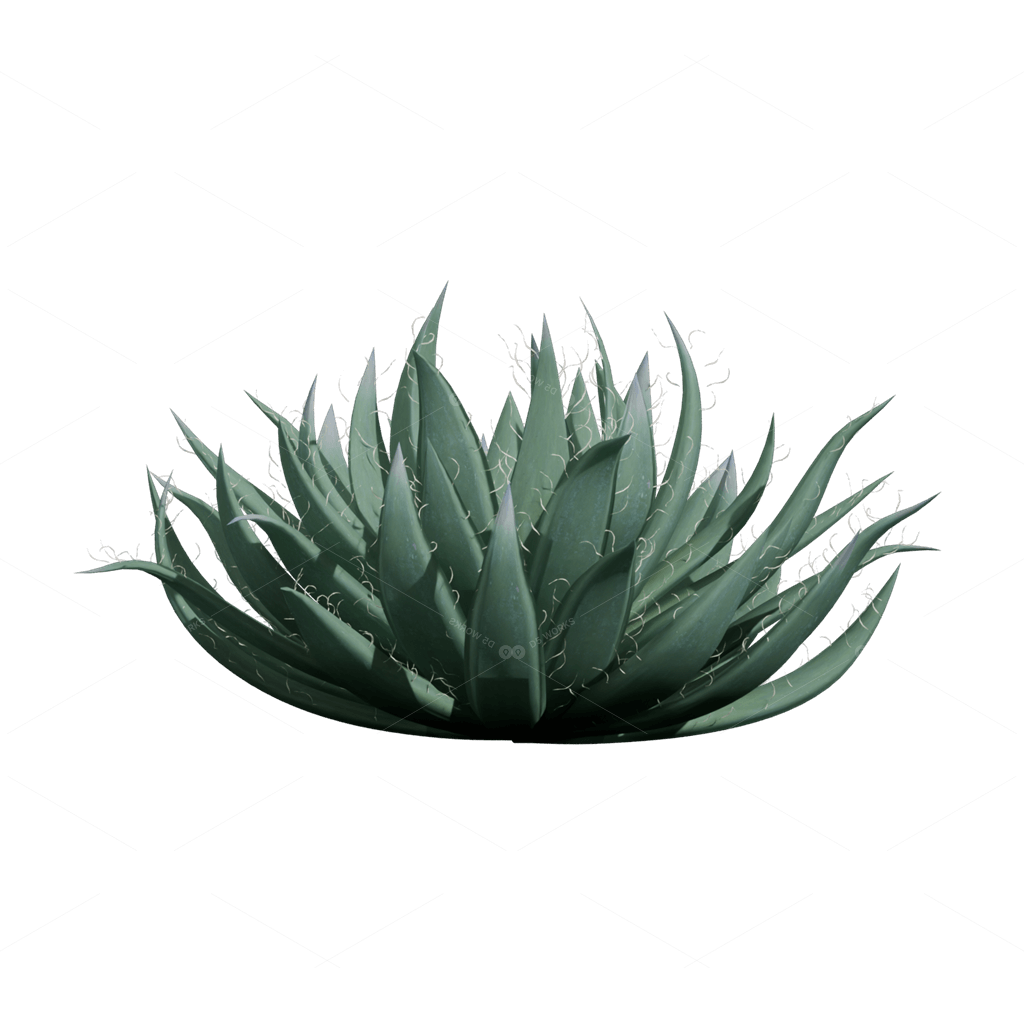 Xerophyte Plants 3D Models