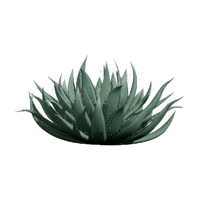 Xerophytes Agave filifera 03