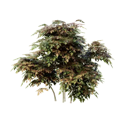 Nandina domestica 05