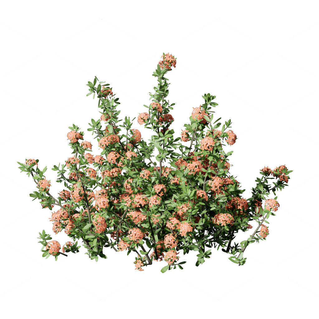Flowers 3D Models