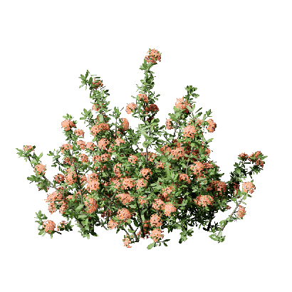 Grass Ixora coral malay 06
