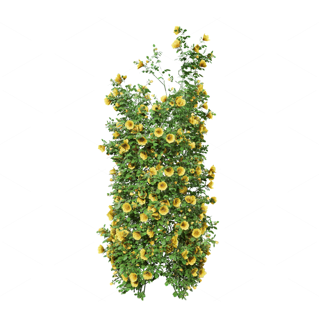 Climbing Plants 3D Models