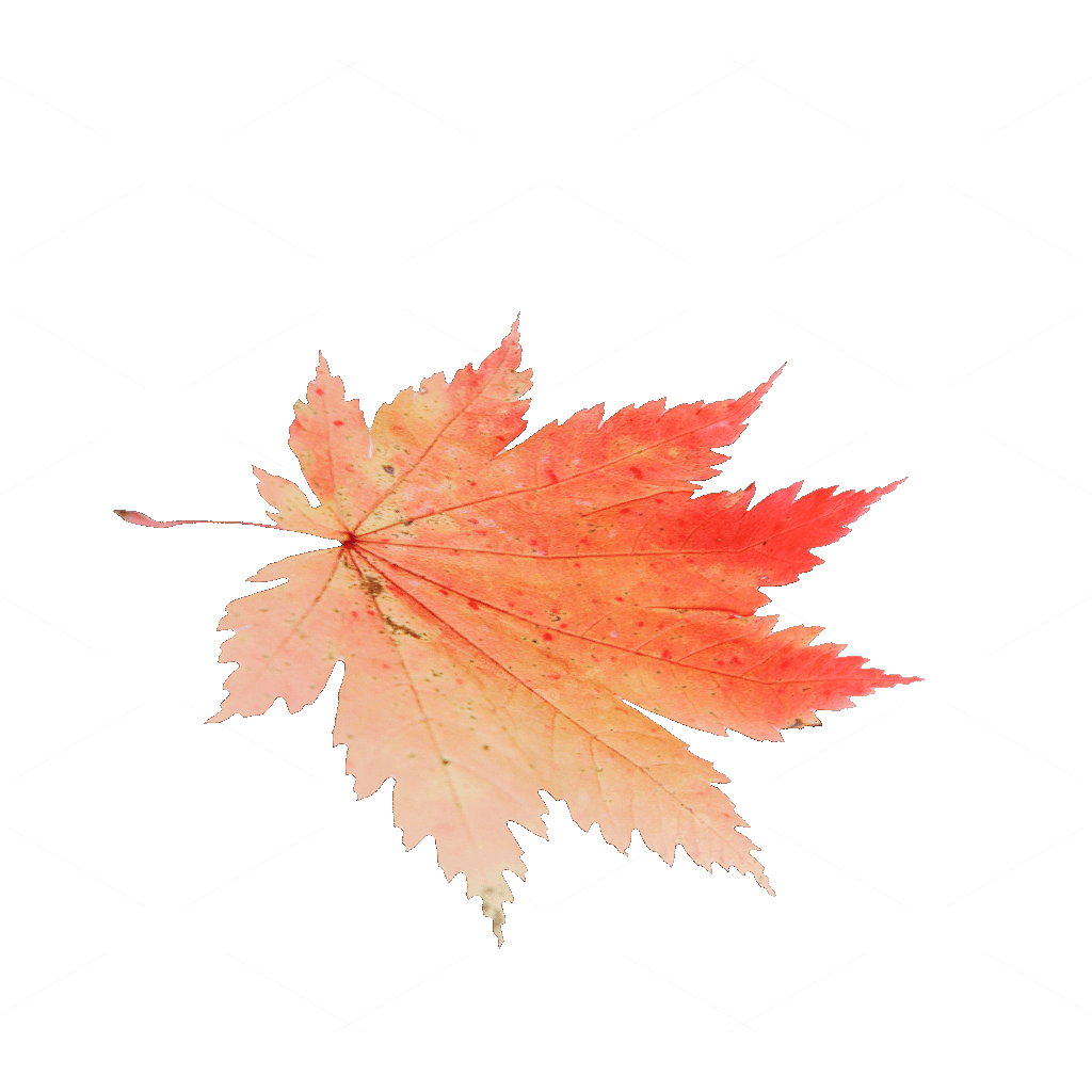 Other Botanicals 3D Models