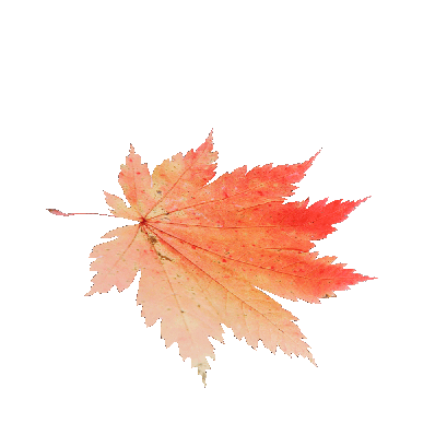 Other Plants Maple Leaf 28 
