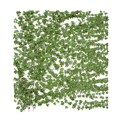 Parthenocissus tricuspidata 04