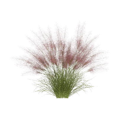 Grass Muhlenbergia capillaris 09